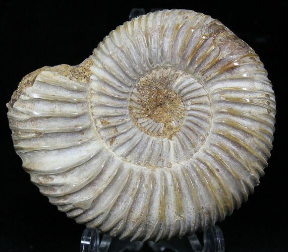 Perisphinctes Ammonite - Jurassic #22836